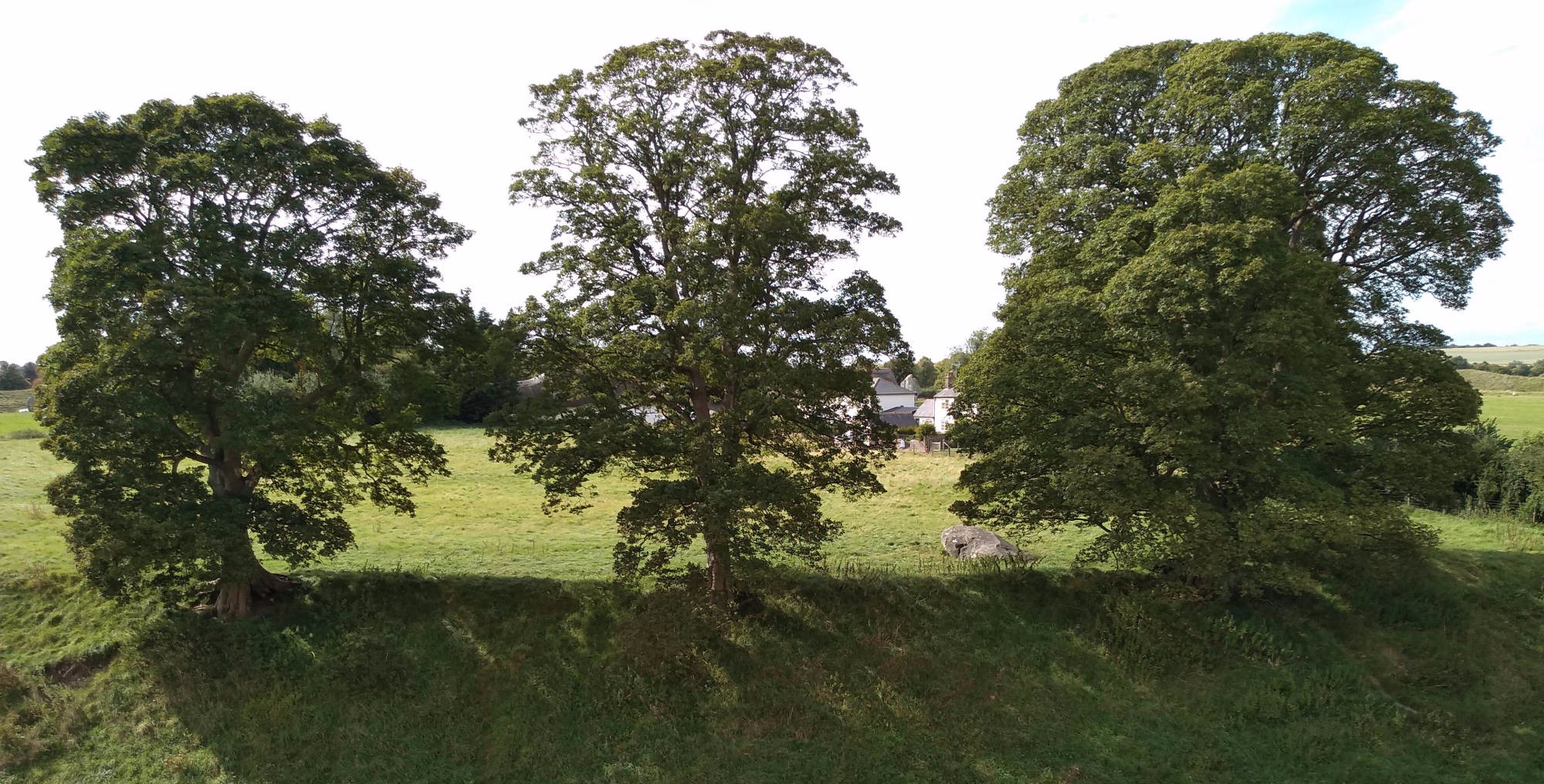 Trees on bank